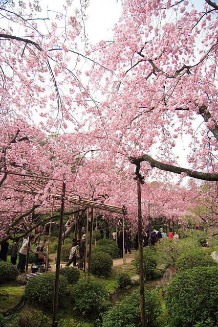 [遊記] 櫻花時節必遊!! 讓人為之著迷的平安神宮神苑!!