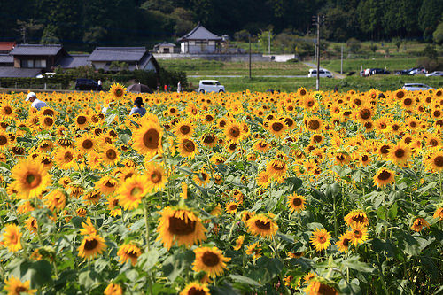 [遊記] 能被10萬朵向日葵包圍的福岡みやこ町「崎山向日葵祭典」